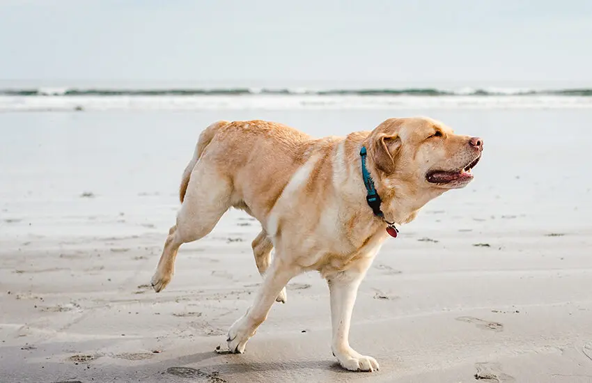 Beach-Dog.jpg