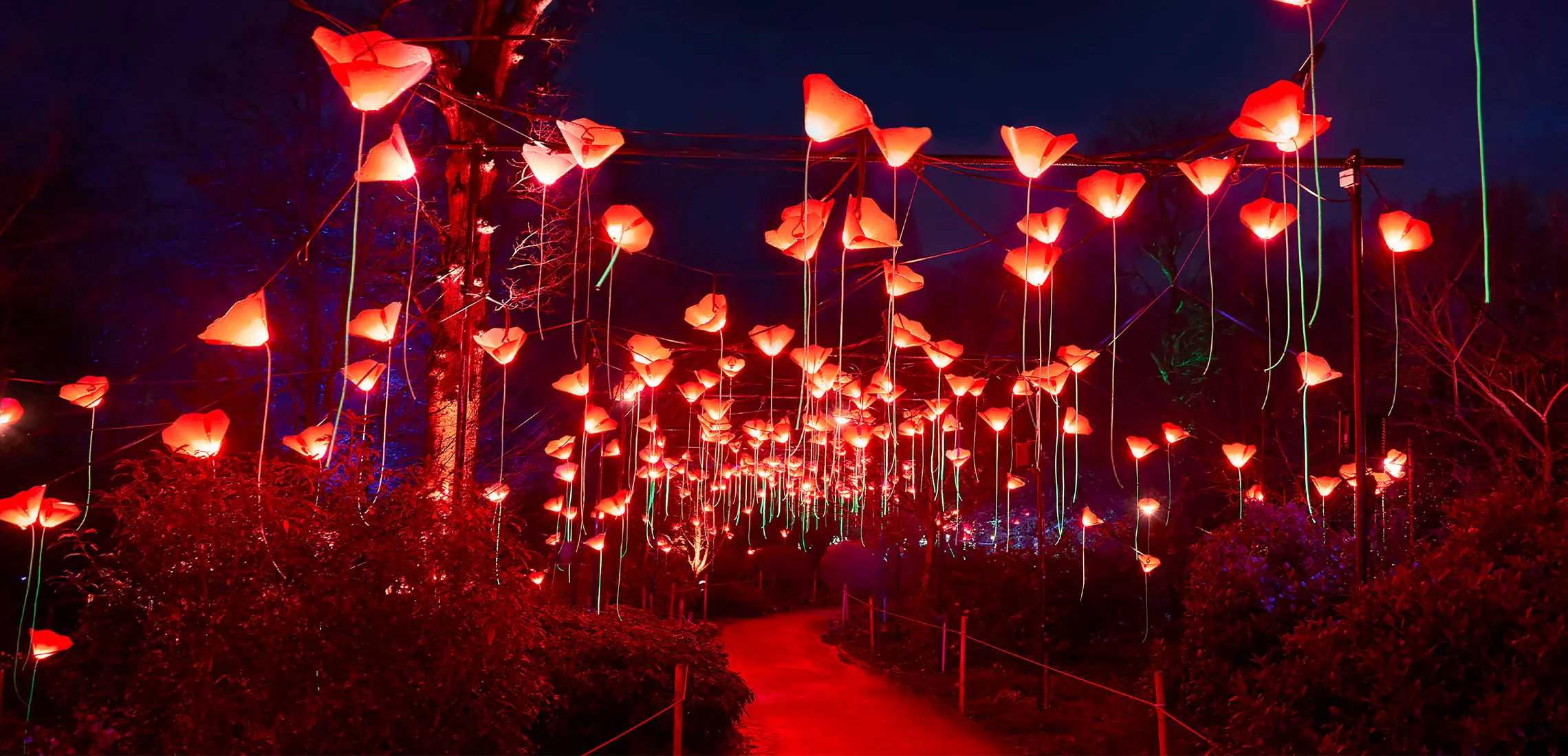 Header - Bright lights in the city botanic gardens
